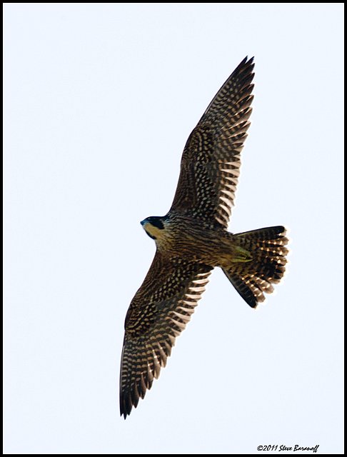 _1SB5965 peregrine falcon.jpg